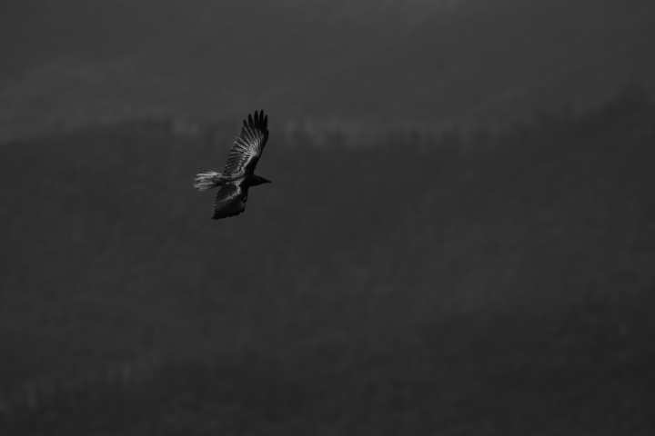 AAWT Mt Bogong Summit Crow, AAWT Mt Bogong Summit