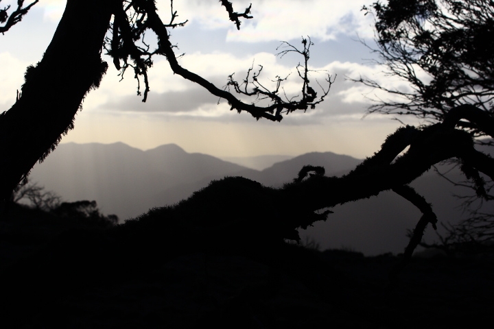 Gnarly and Furry Snowgum with a View, AAWT Mt Clear