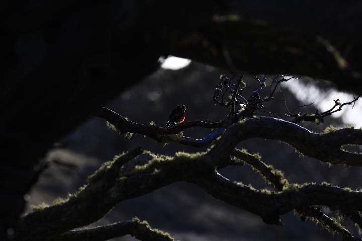 Small bird  on top of Mt Clear, AAWT Mt Clear