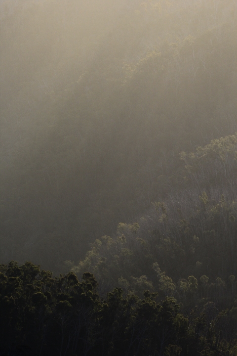 Sunrays and Treetops from Mt Clear, AAWT Mt Clear