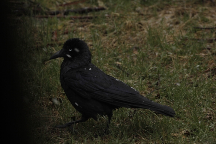 Friendly Crow in the Snow, AAWT Vallejo Gantner Hut