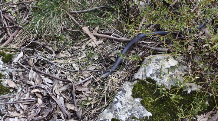 Vallejo Gantner Snake, Vallejo Gantner Hut