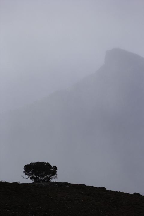 The Viking behind a solo snow gum on Mt Howitt, AAWT The Viking and Mt Howitt