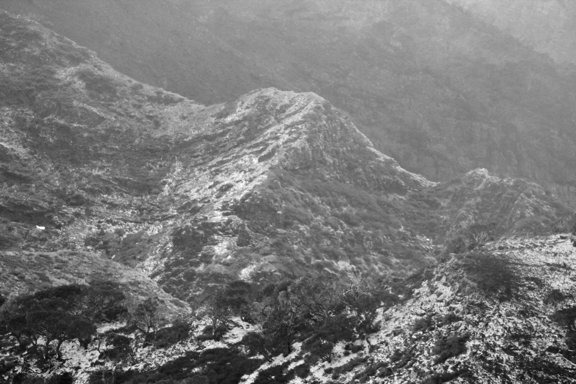 BW Textures in the Alpine National Park, AAWT Crosscut Saw in the Alpine National Park