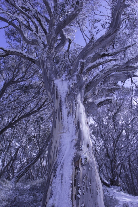 Snowy Snow Gum, AAWT Vallejo Gantner Hut