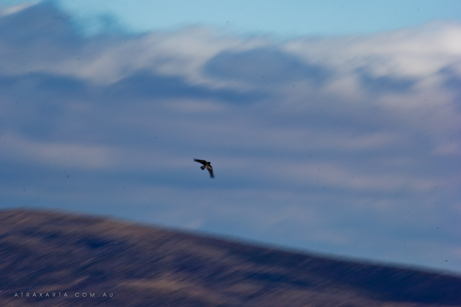 Drawing of a Bird, Mt Bogong, Alpine National Park, Victoria