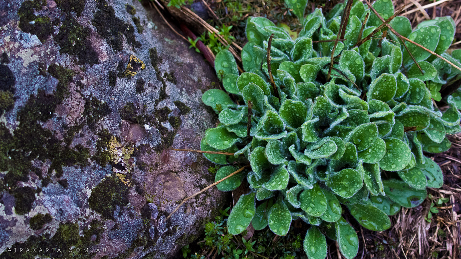 In the Rain, Alpine National Park, Mt Howitt