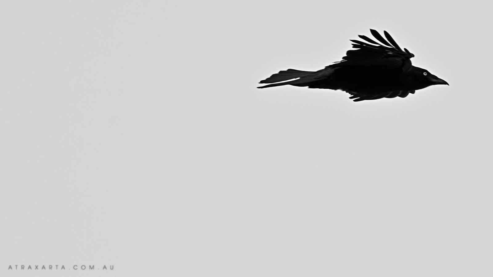 Its a Bird, Kosciuszko National Park, Mt Kosciuszko