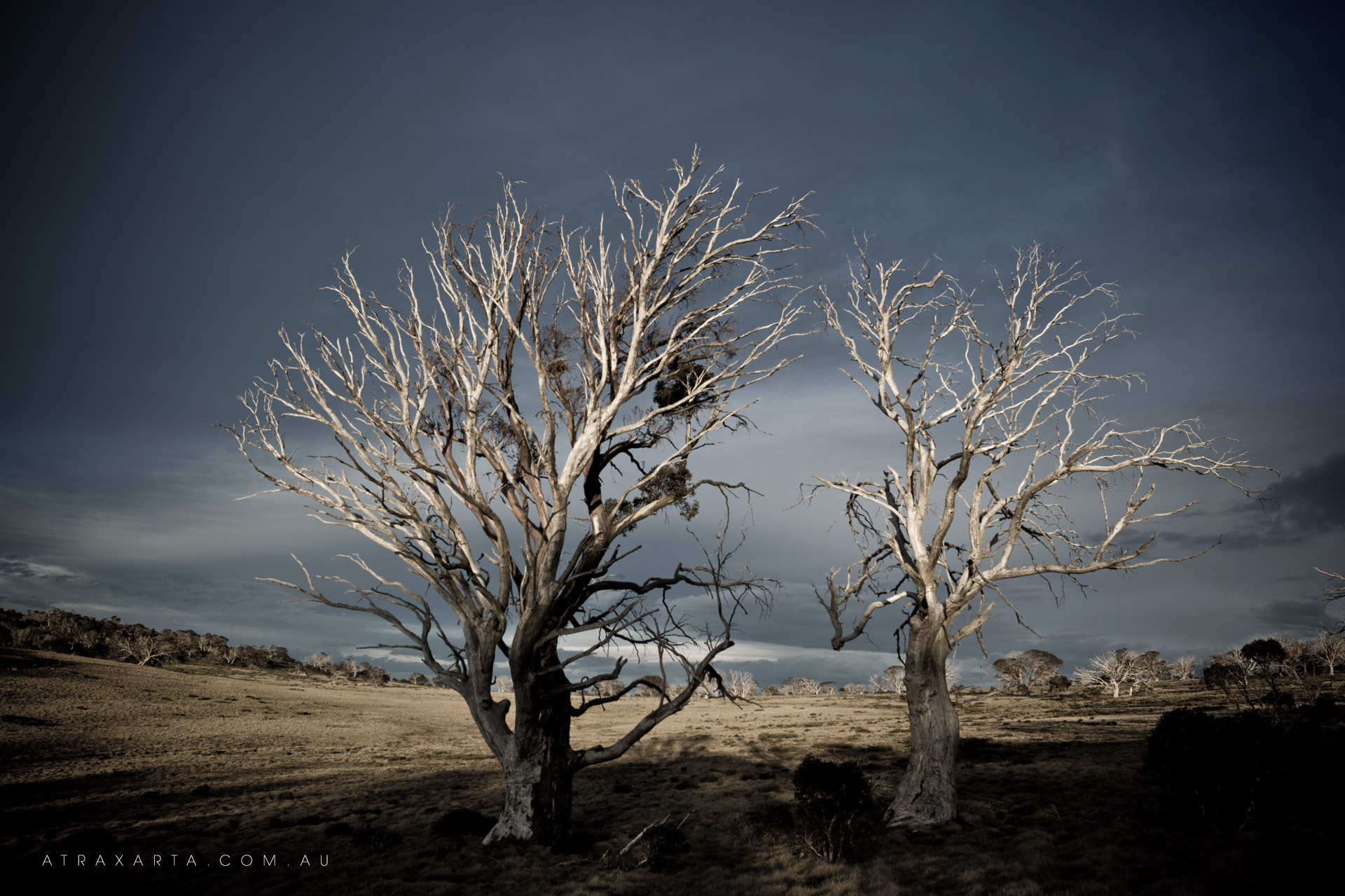 Skeleton, Kosciuszko National Park, Cesjacks Hut