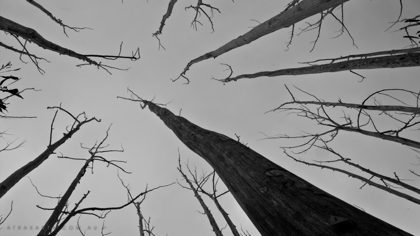 Trees, Alpine National Park, Viking Saddle