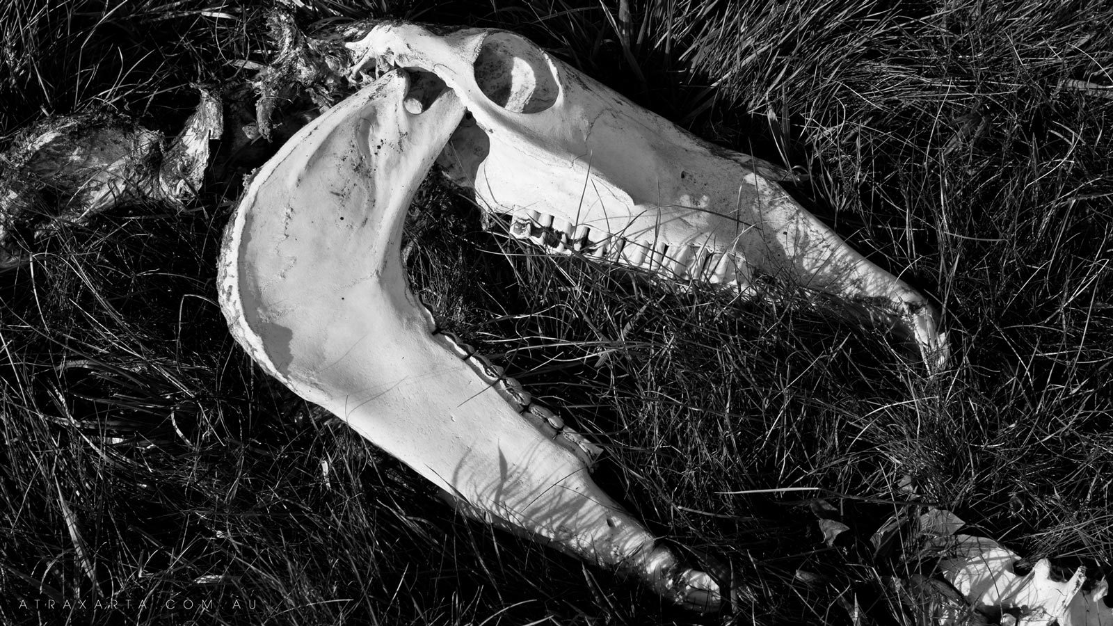 Vegetarian Velociraptor , Cowombat Flat, Murray River