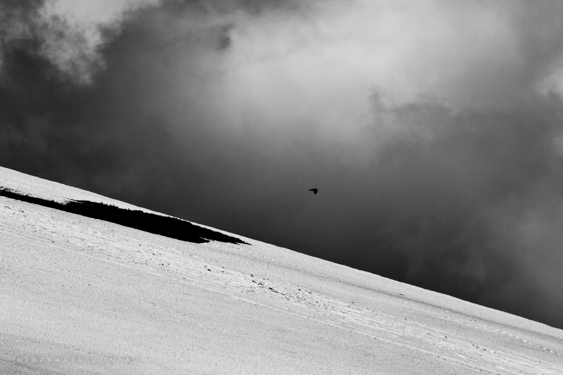 Storm Bird, Mt Nelse, Alpine National Park, Victoria