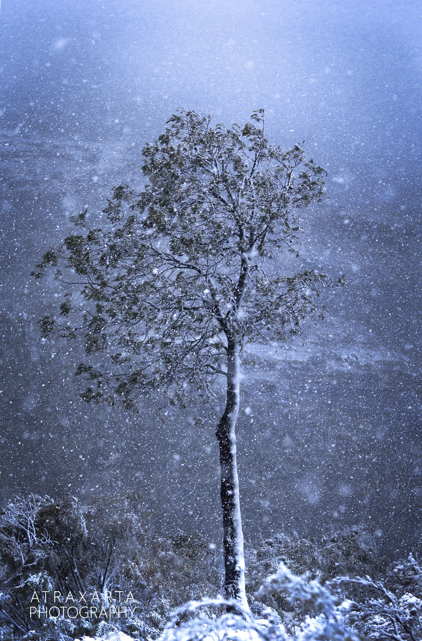 BMHR012, Snow Blue Mountains