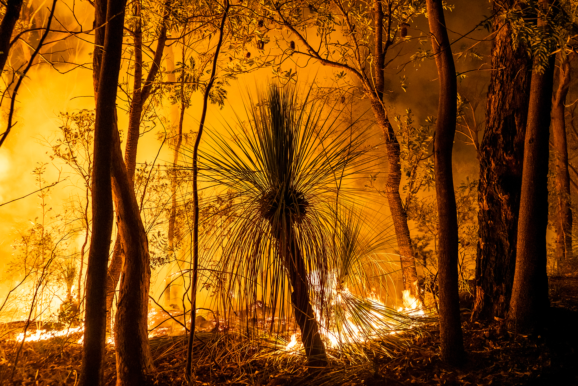 Fire Cycle, Blue Mountains