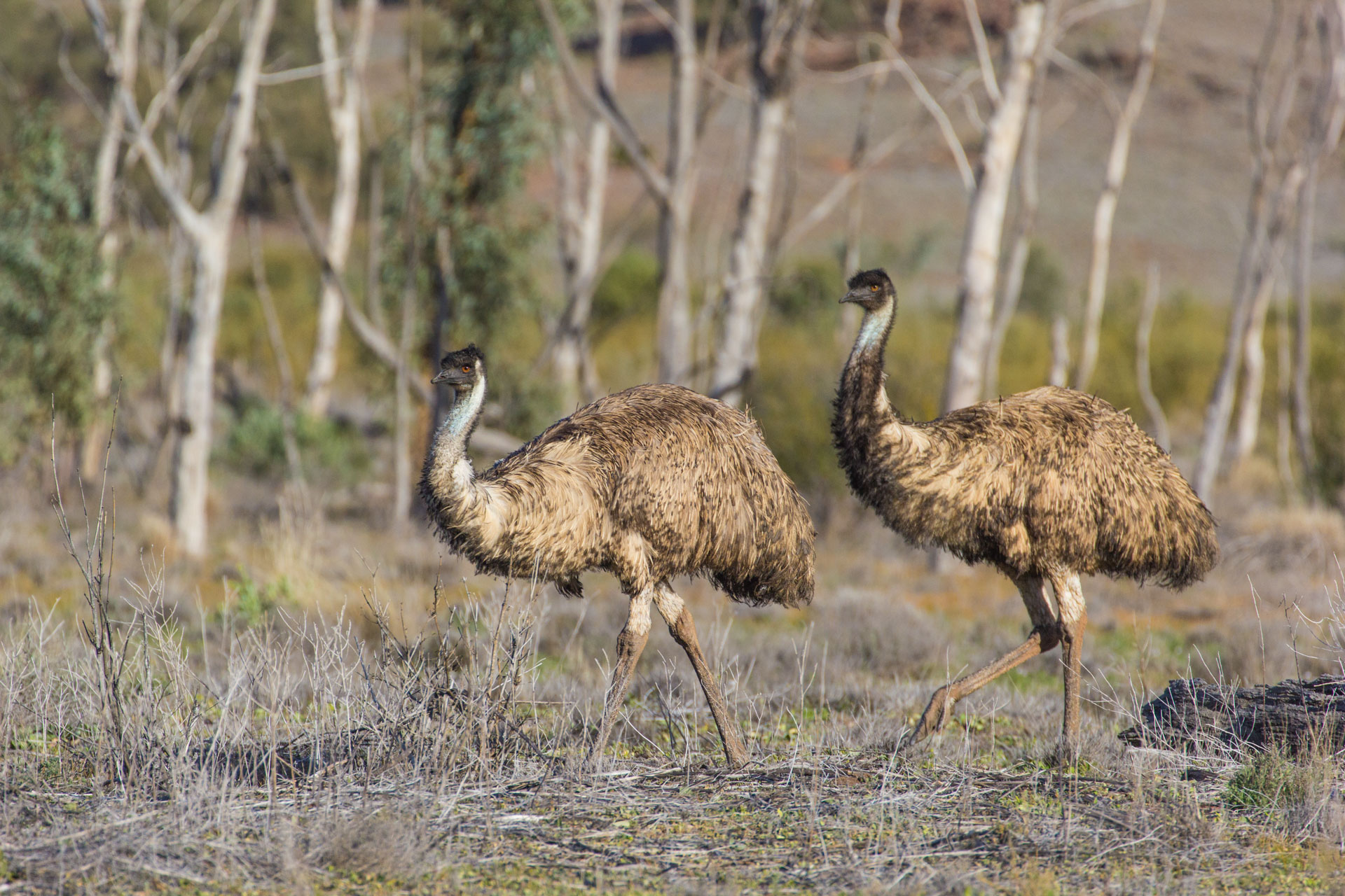 EMUHR002, Outback Australia