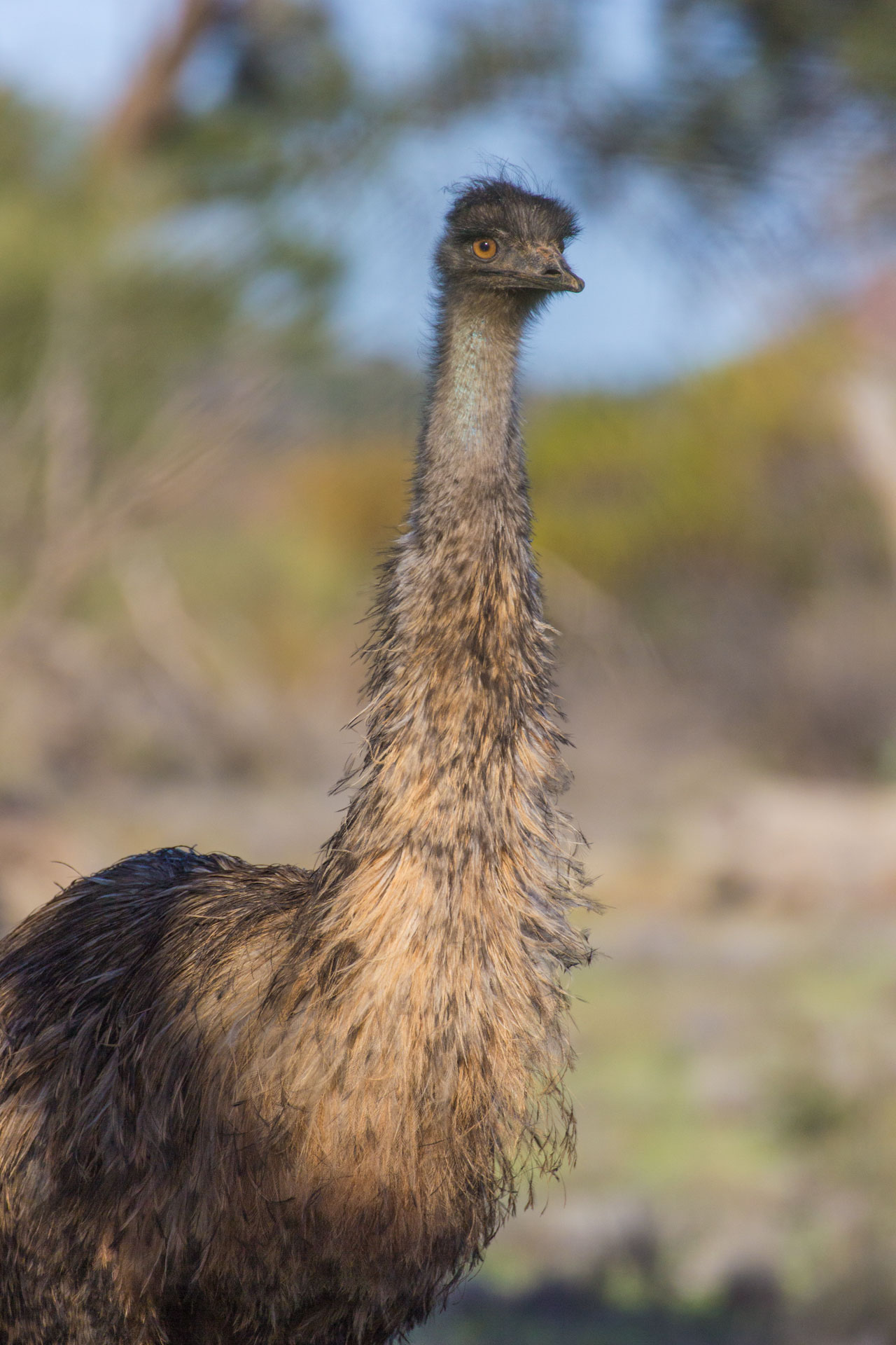 EMUHR005, Outback Australia