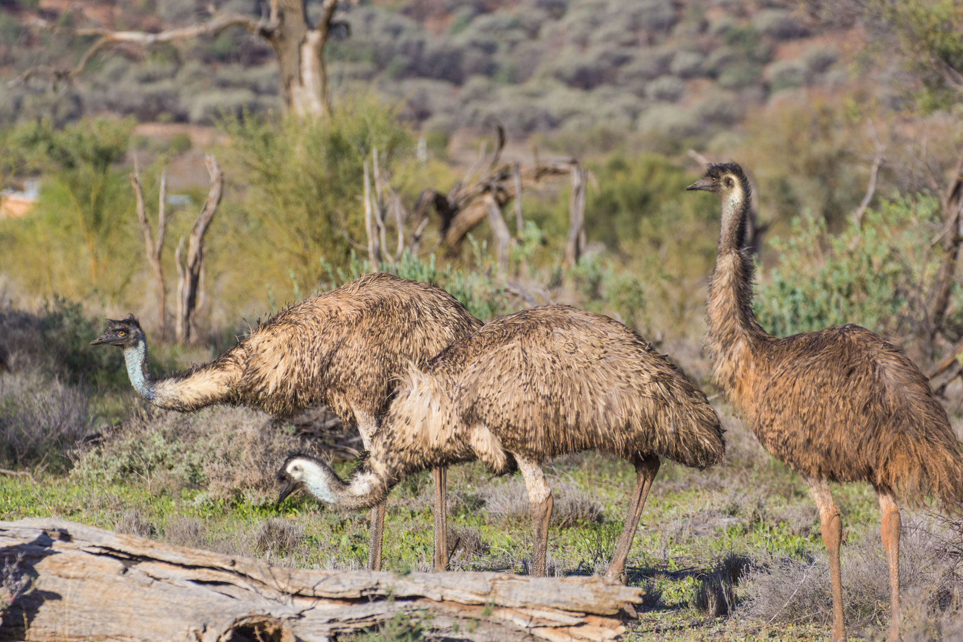 ECHR006, Outback Australia