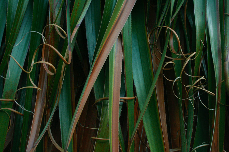 TASAP0005, Pelion Plains, Tasmania