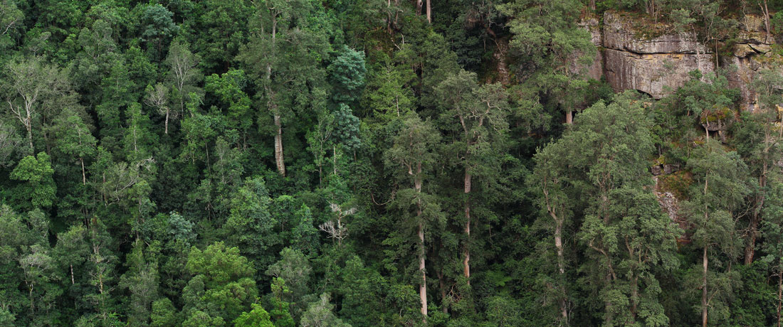 BMHR003, Berambing, Blue Mountains